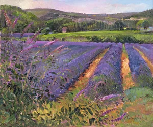 Buddleia and Lavender Field, Montclus